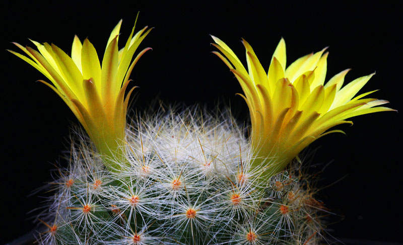 Mammillaria sphaerica